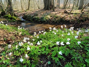 Blühende Buschwindröschen am Freedenbach