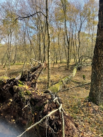 Naturschutzgebiet Hemmelter Moor