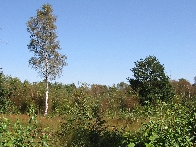 Neuenkirchener Moor